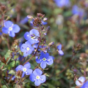 Veronica peduncularis 'Georgia Blue'