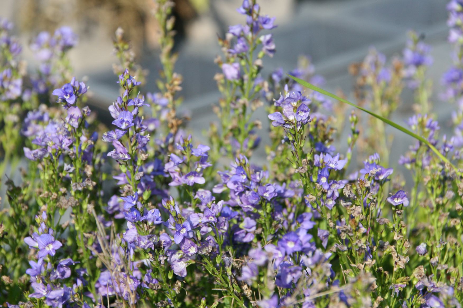 Veronica prostrata veg.