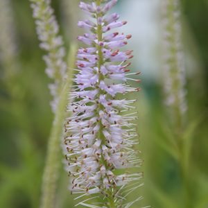 Veronicastrum virginica 'Lavendelturm'