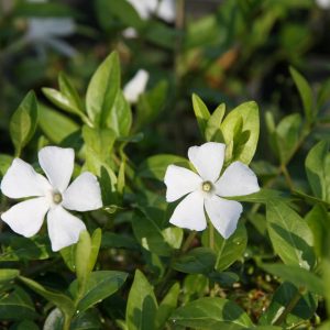 Vinca minor 'Alba'  5-7