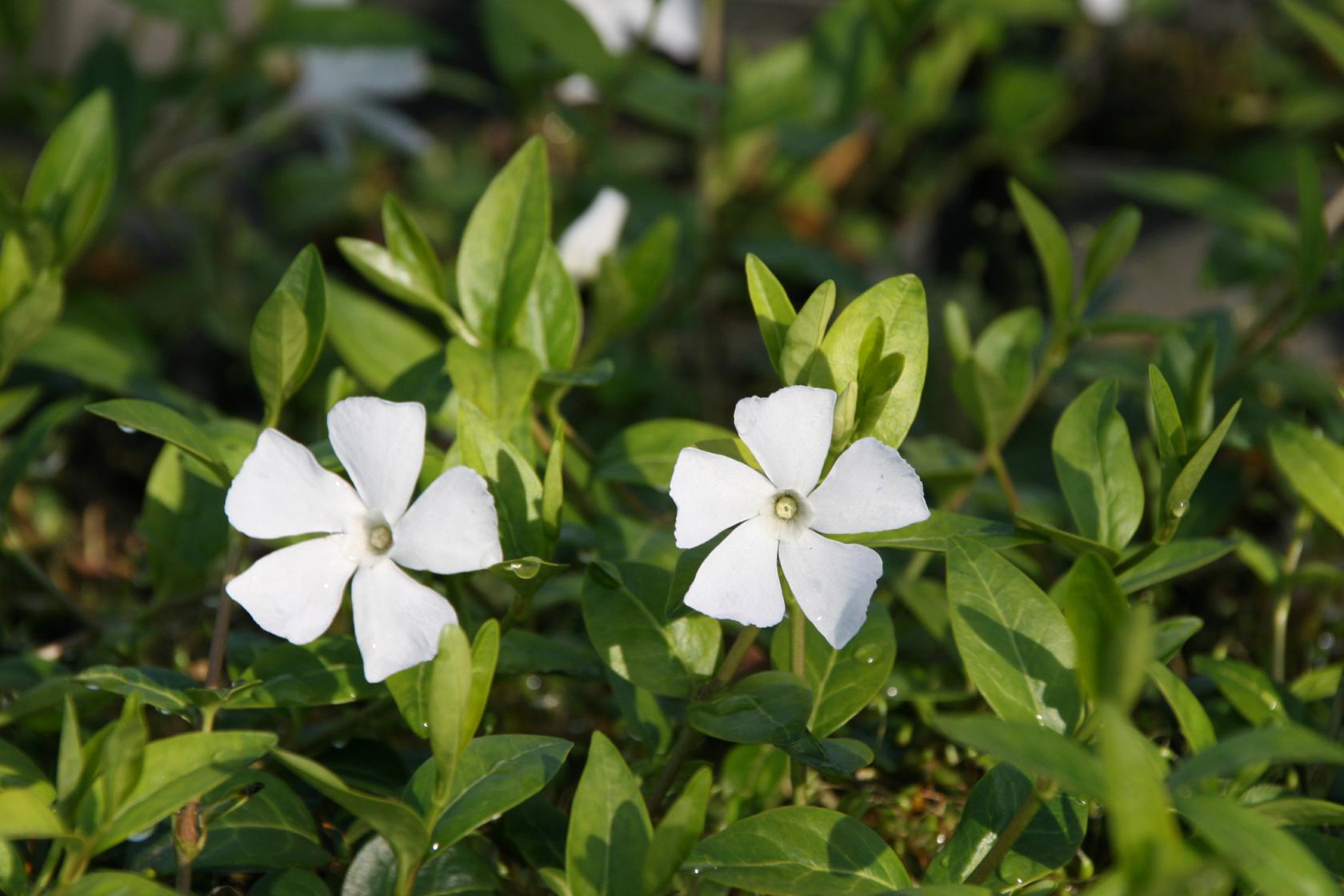 Vinca minor 'Alba' 5-7
