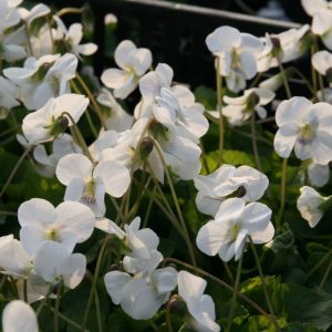Viola sororia 'Albiflora'