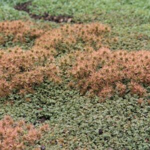 Acaena buchananii