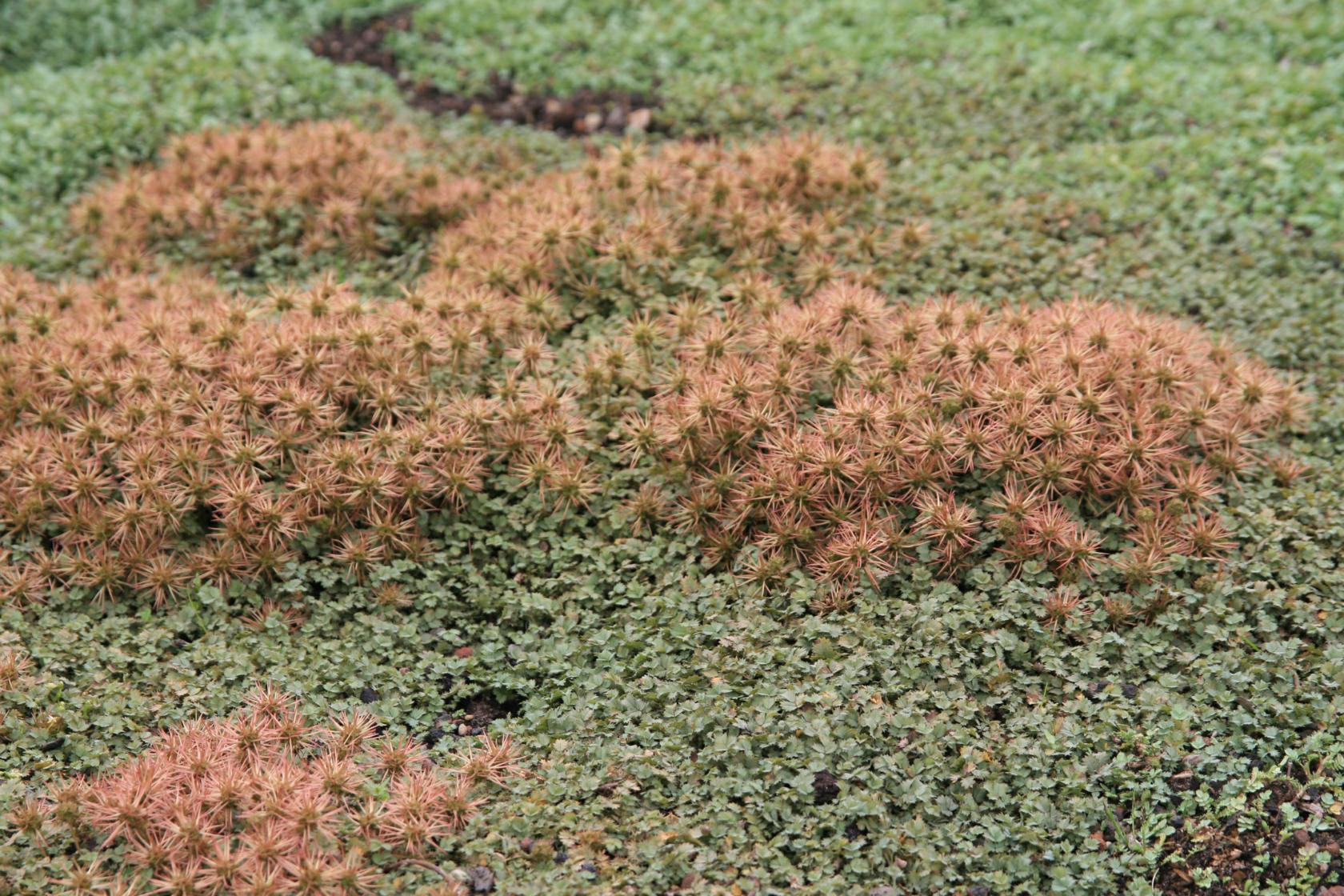 Acaena buchananii