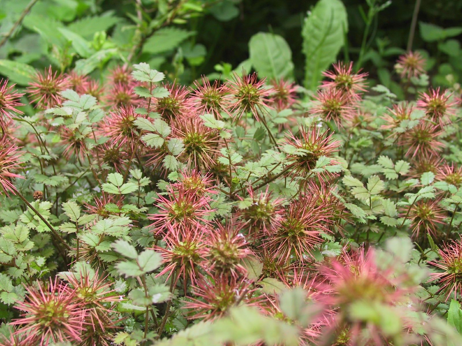 Acaena microphylla 'Kupferteppich'