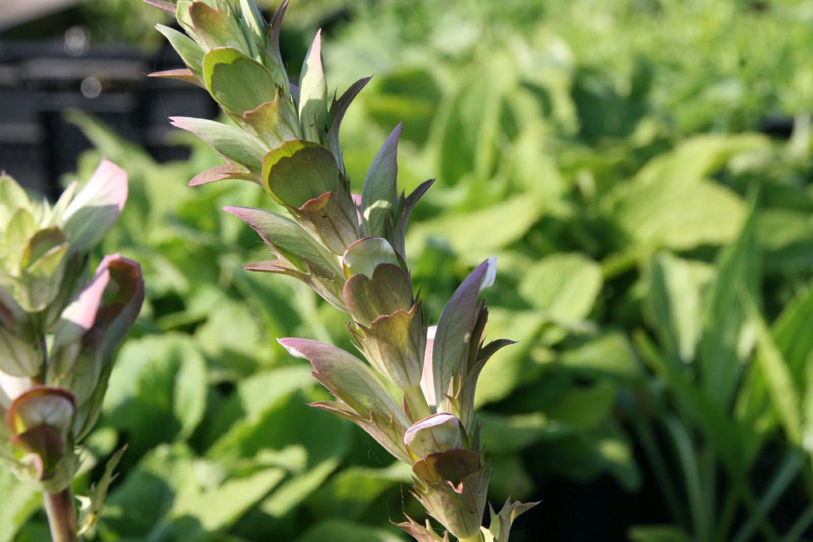 Acanthus mollis
