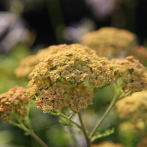 Achillea filipend. 'Hannelore Pahl''
