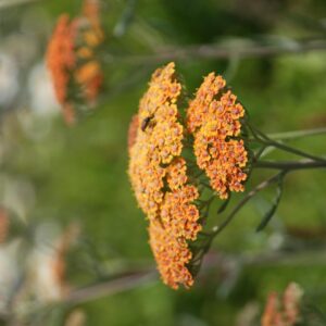 Achillea filipendulina 'Walter Funke'