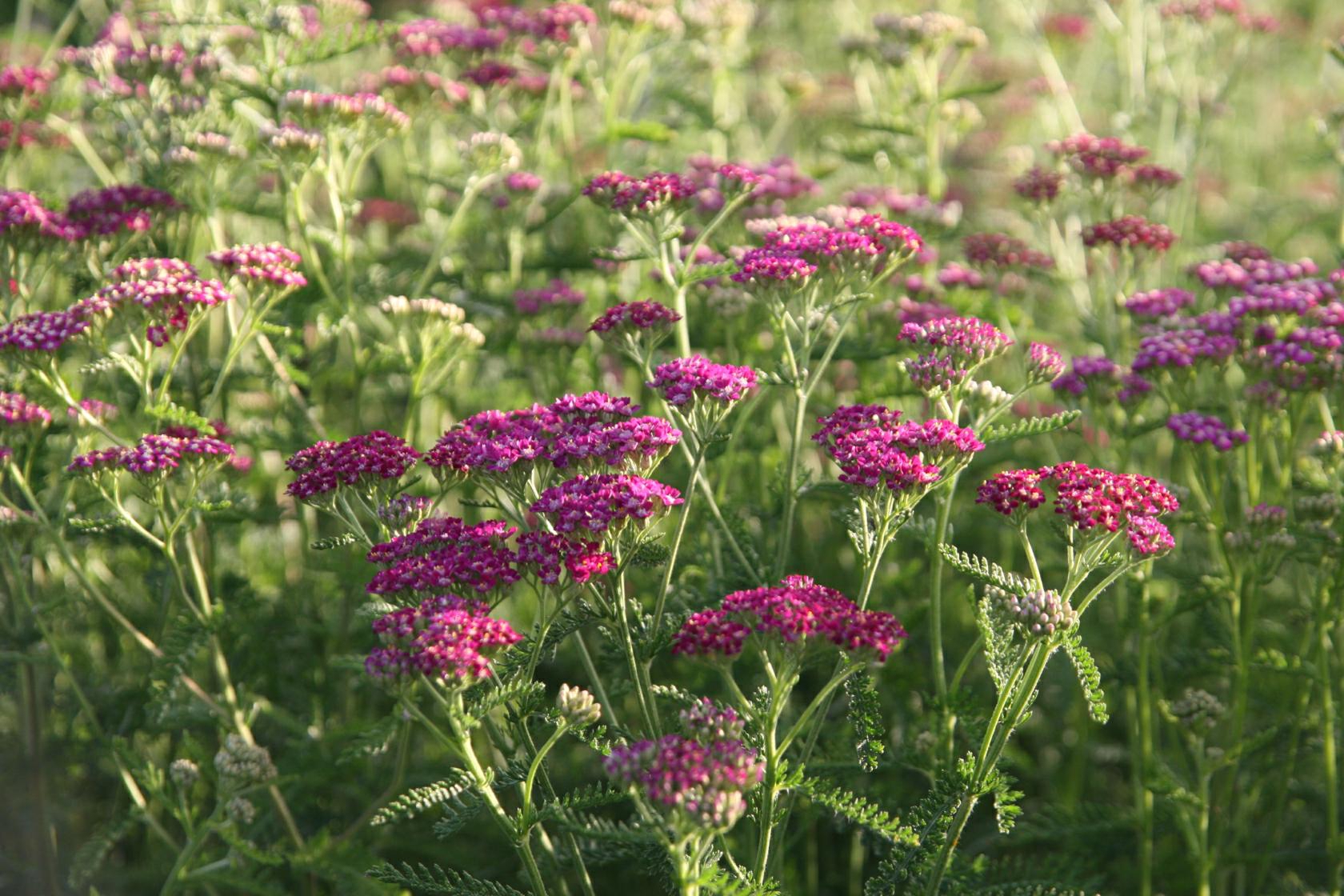 Achillea millefolium 'Kirschkönigin'