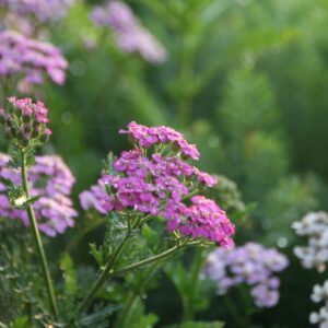 Achillea millefolium 'Pretty Belinda' (S)