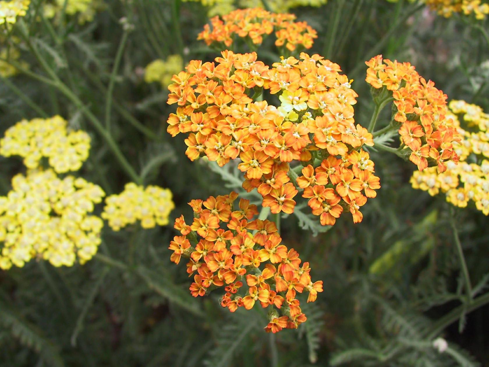 Achillea millefolium 'Terracotta'
