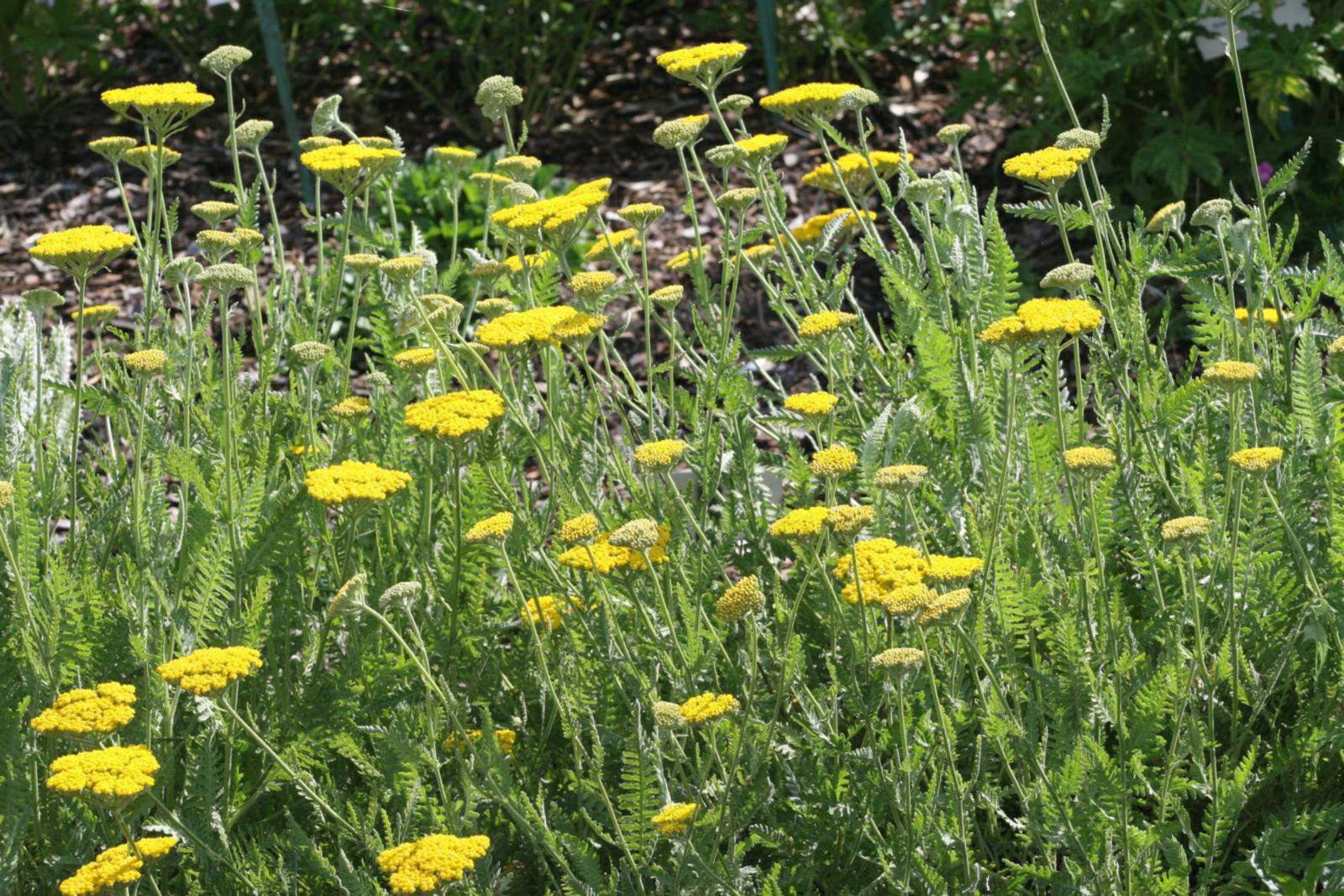 Achillea filipendulina 'Coronation Gold'