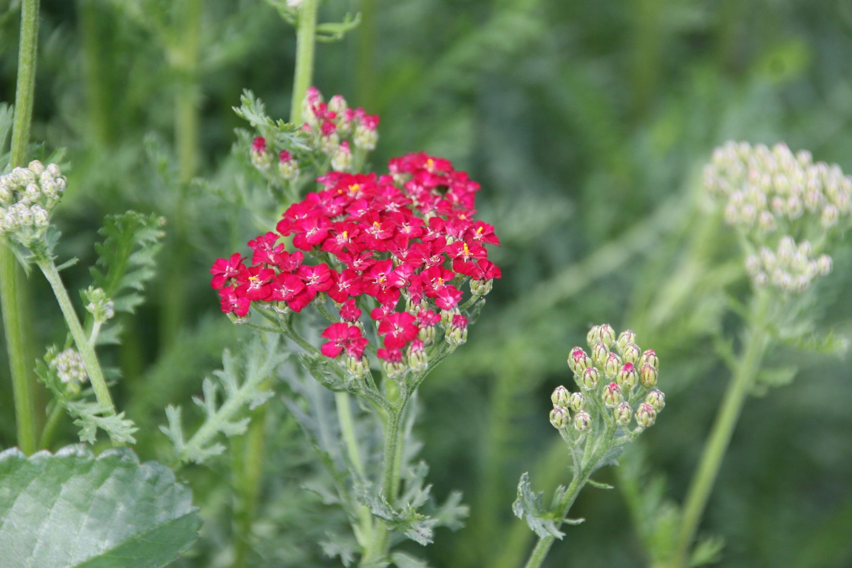 Achillea millefolium 'Paprika'