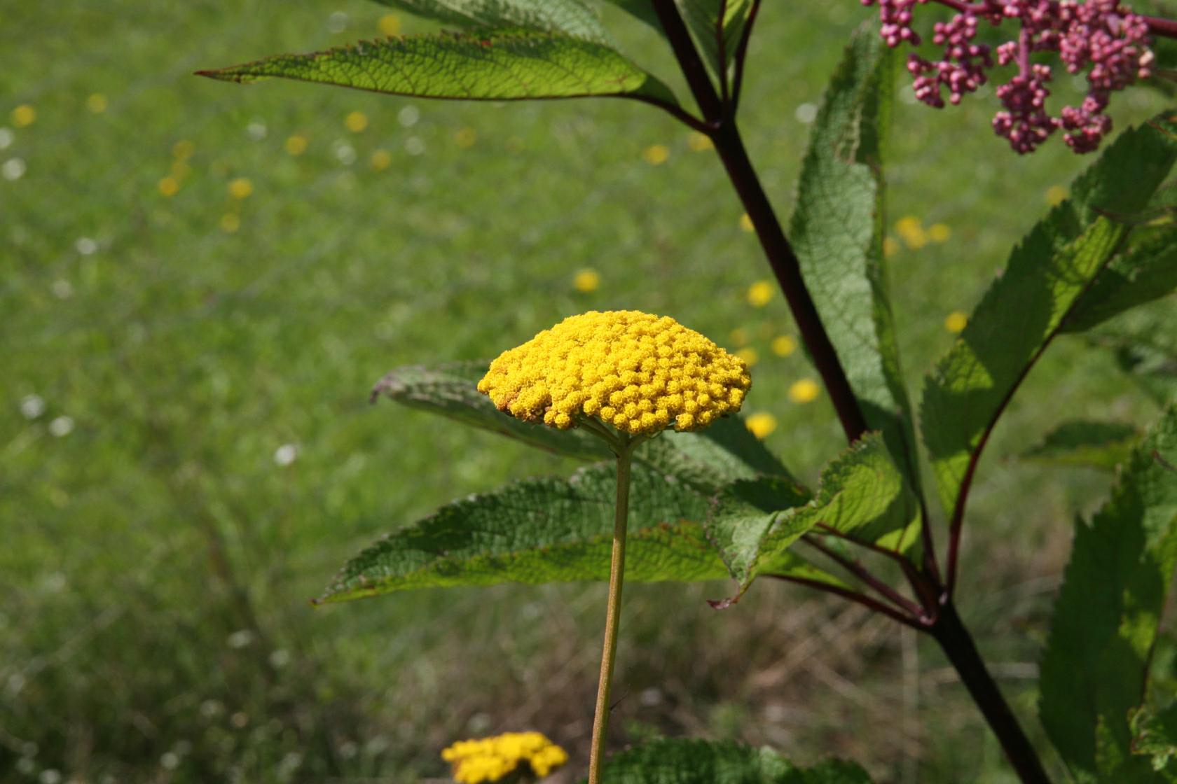 Achillea filipendulina 'Parker'