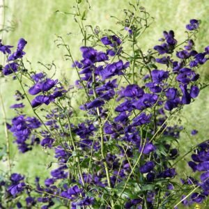 Aconitum henryi 'Spark'