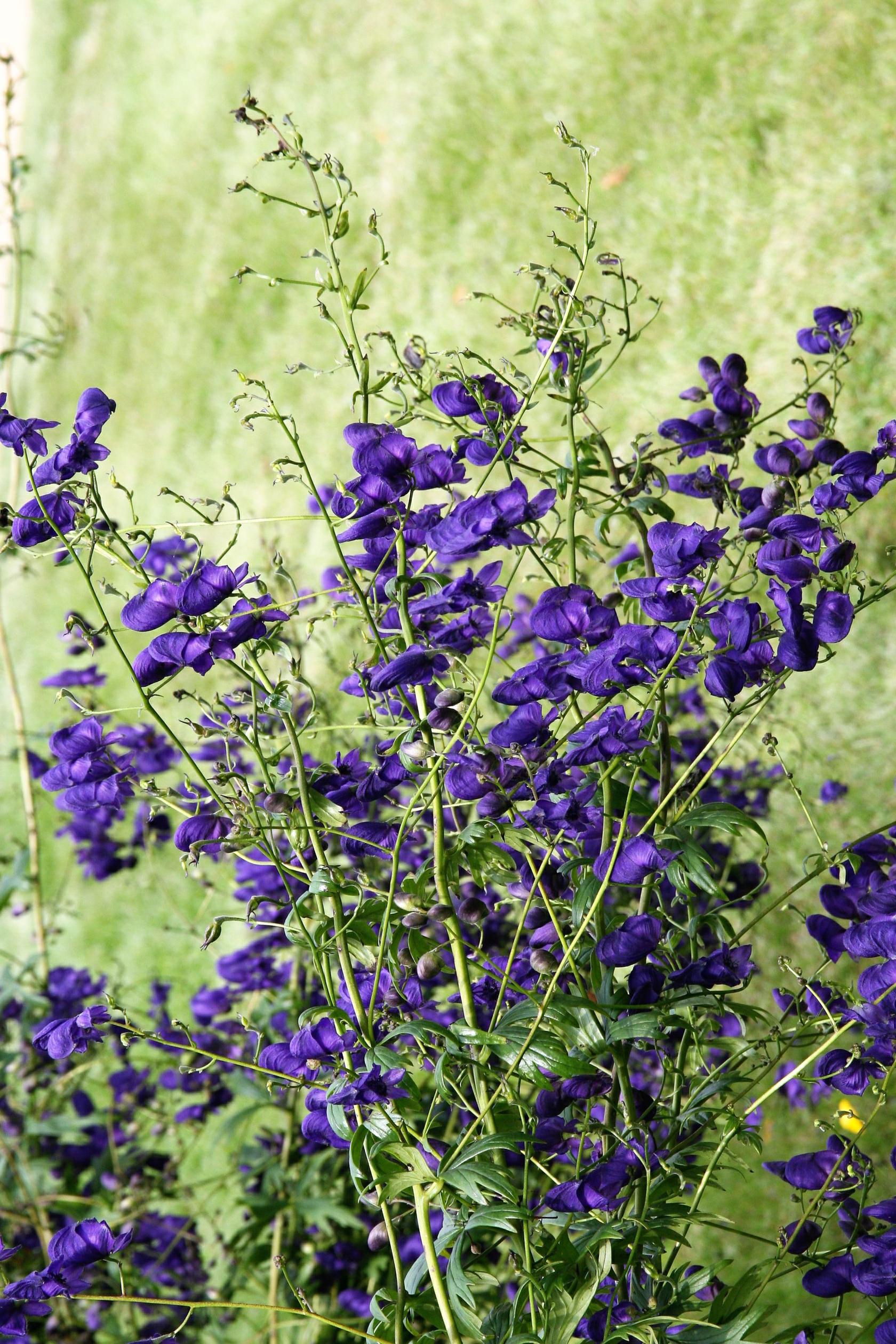 Aconitum henryi 'Spark'