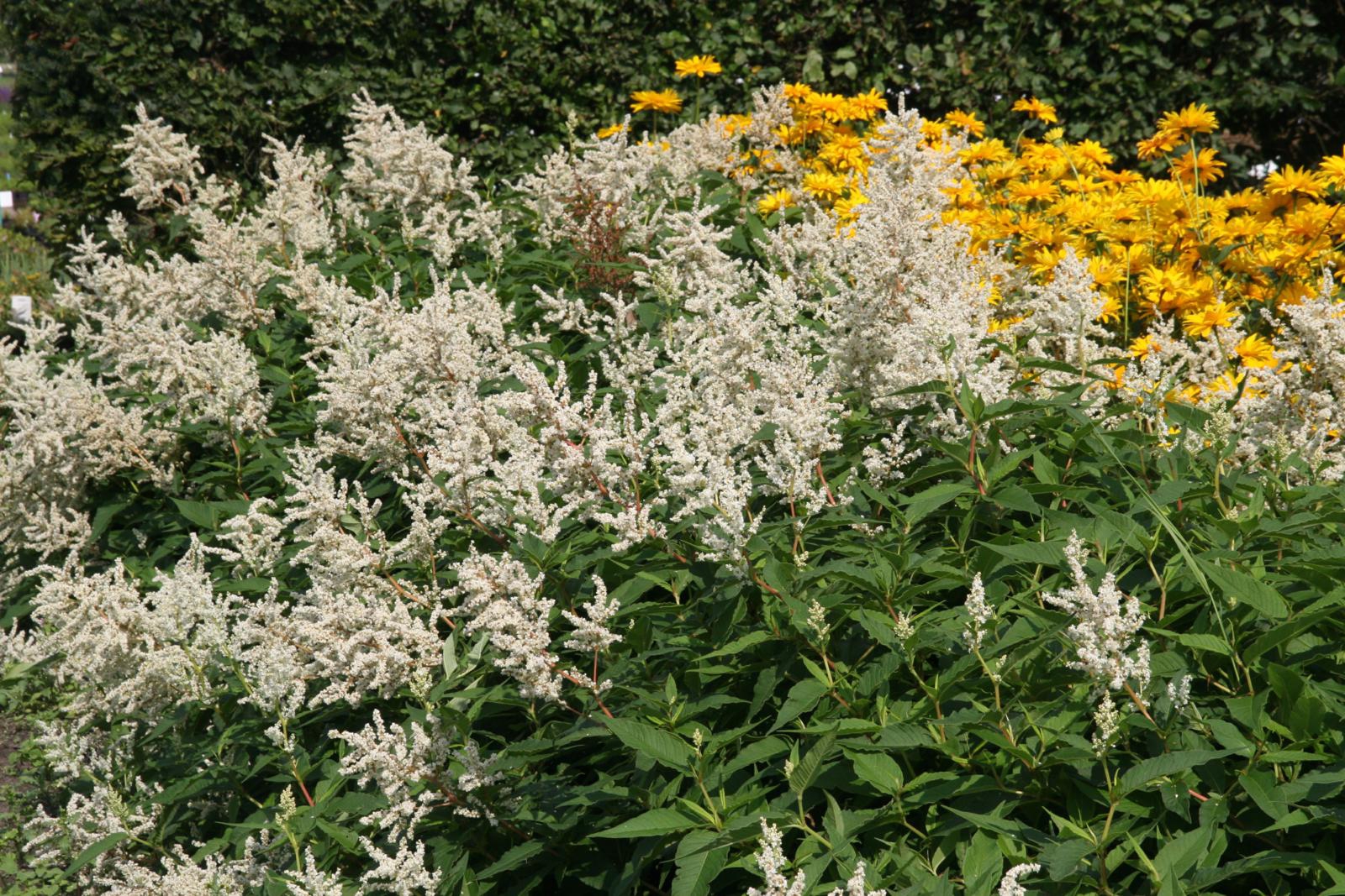 Persicaria x cultorum 'Johanniswolke'