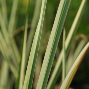 Acorus calamus 'Variegatus'