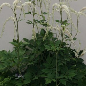 Actaea racemosa (Cimicifuga)