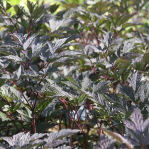 Actaea simplex 'Brunette' (Cimicifuga)