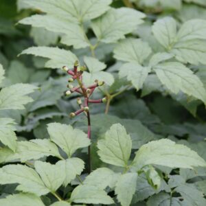 Actaea pachypoda 'Misty Blue'