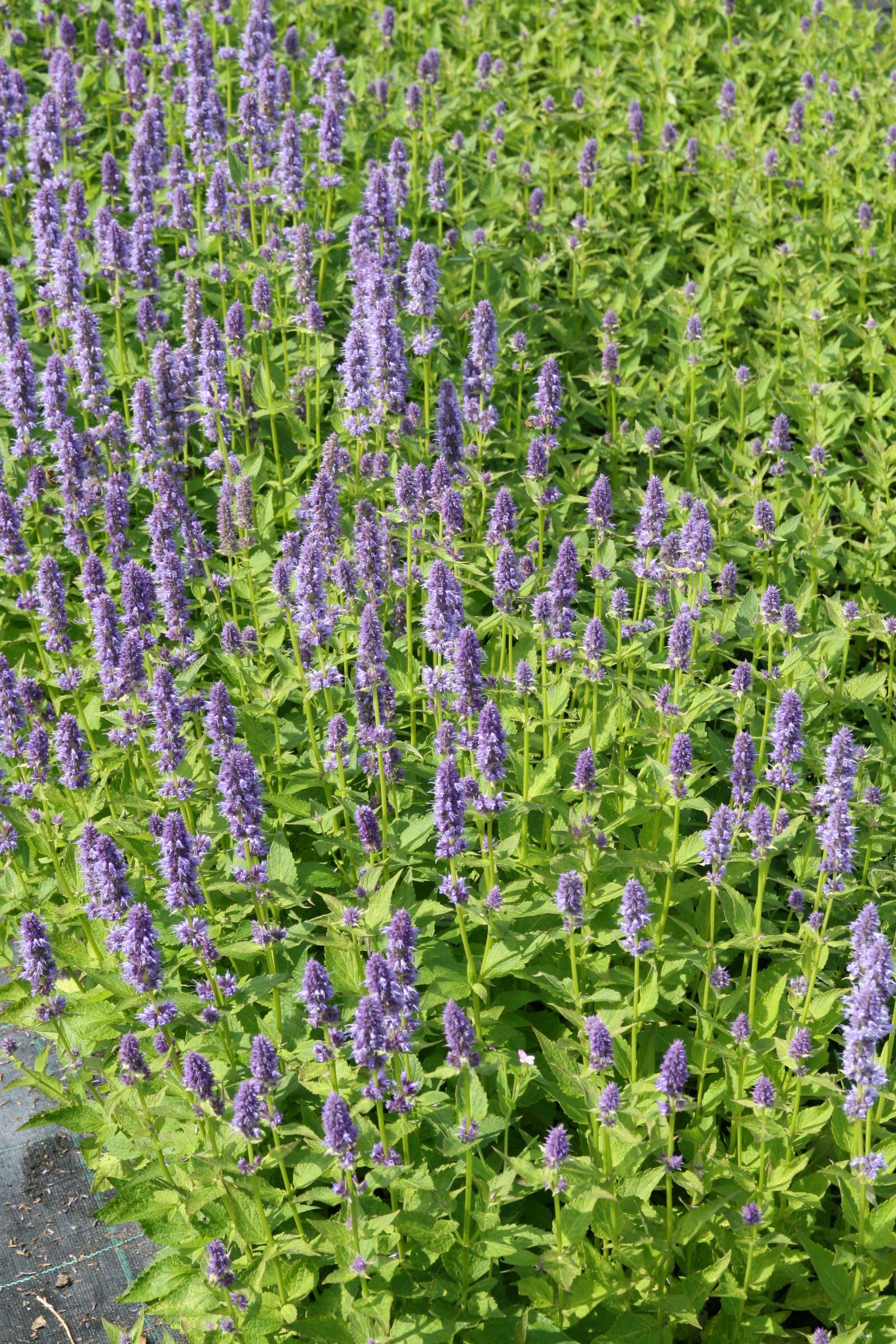 Agastache rugosa 'Blue Fortune'