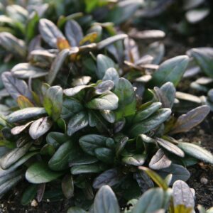 Ajuga reptans 'Chocolate Chip'