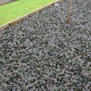 Ajuga reptans 'Braunherz'