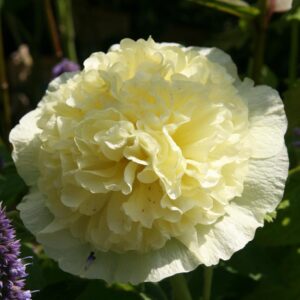 Alcea rosea 'Pleniflora' . gelb