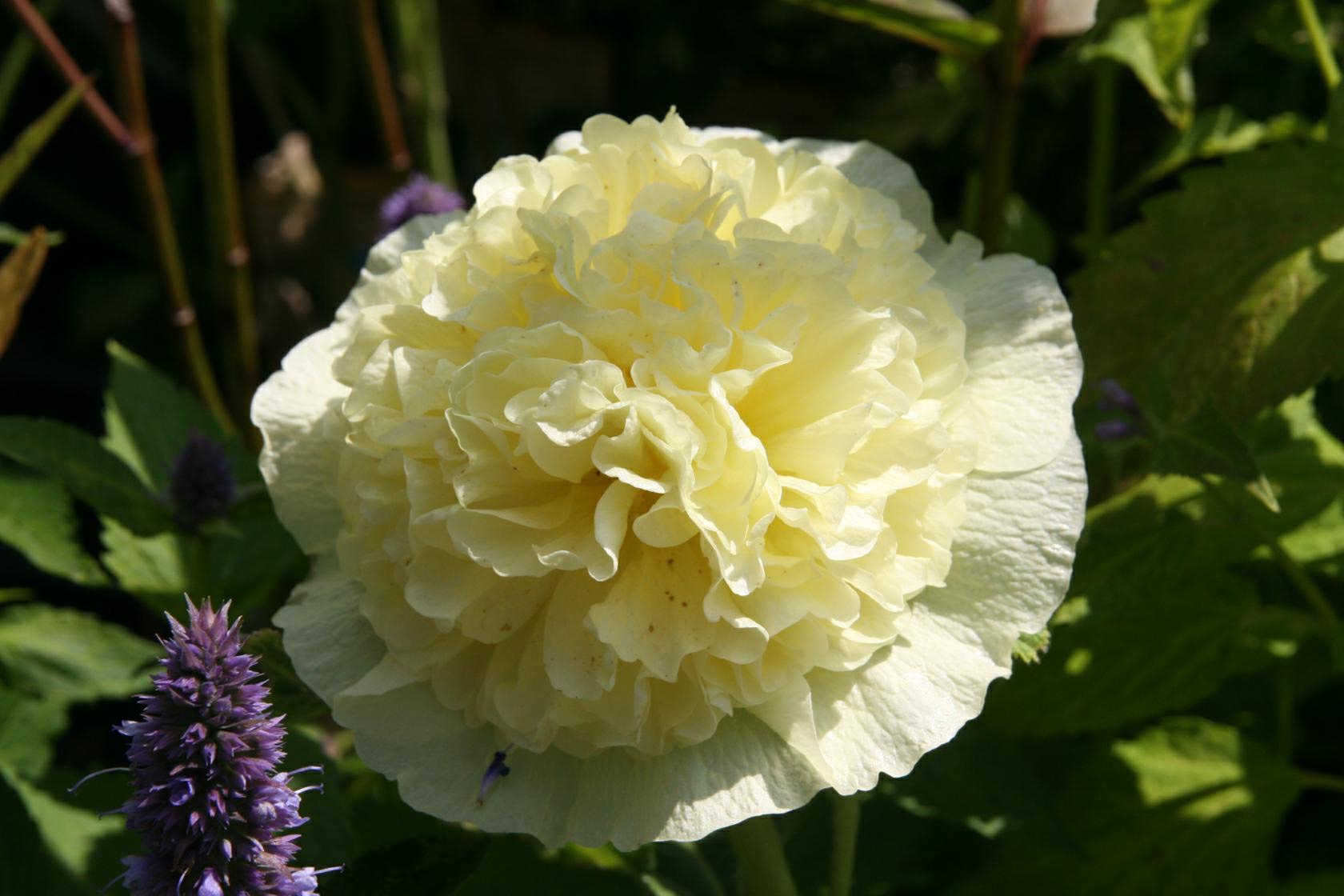 Alcea rosea 'Pleniflora' . gelb