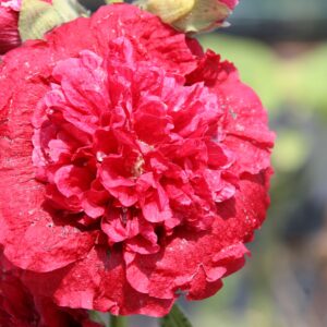 Alcea rosea 'Pleniflora'   rot