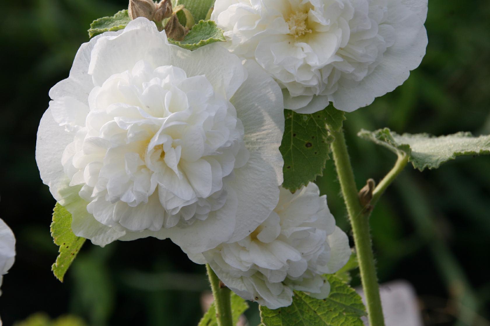 Alcea rosea 'Pleniflora' weiß