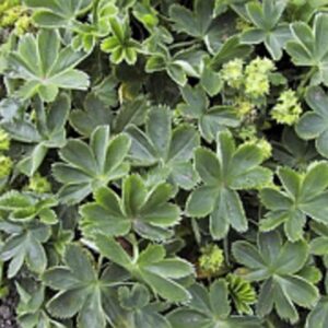 Alchemilla faeroensis ssp. pumila