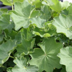 Alchemilla xanthochlora