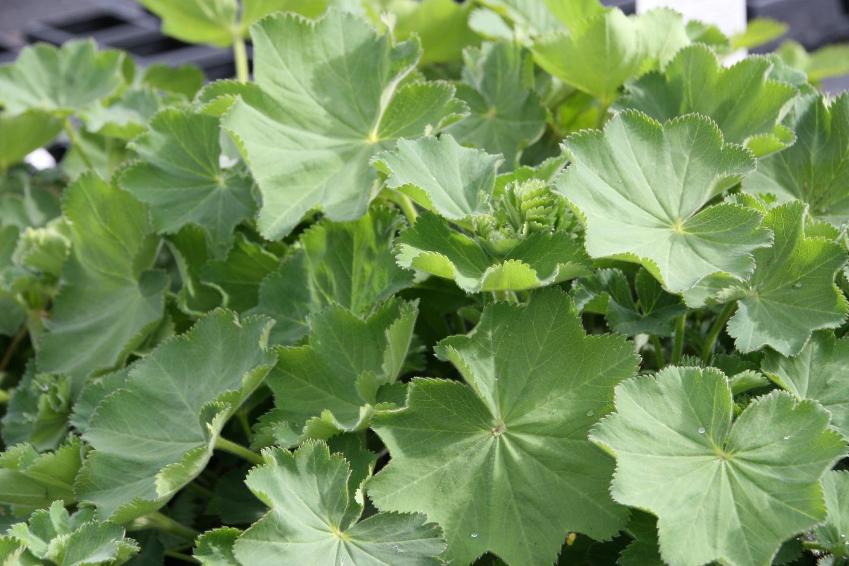 Alchemilla xanthochlora