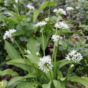 Allium ursinum