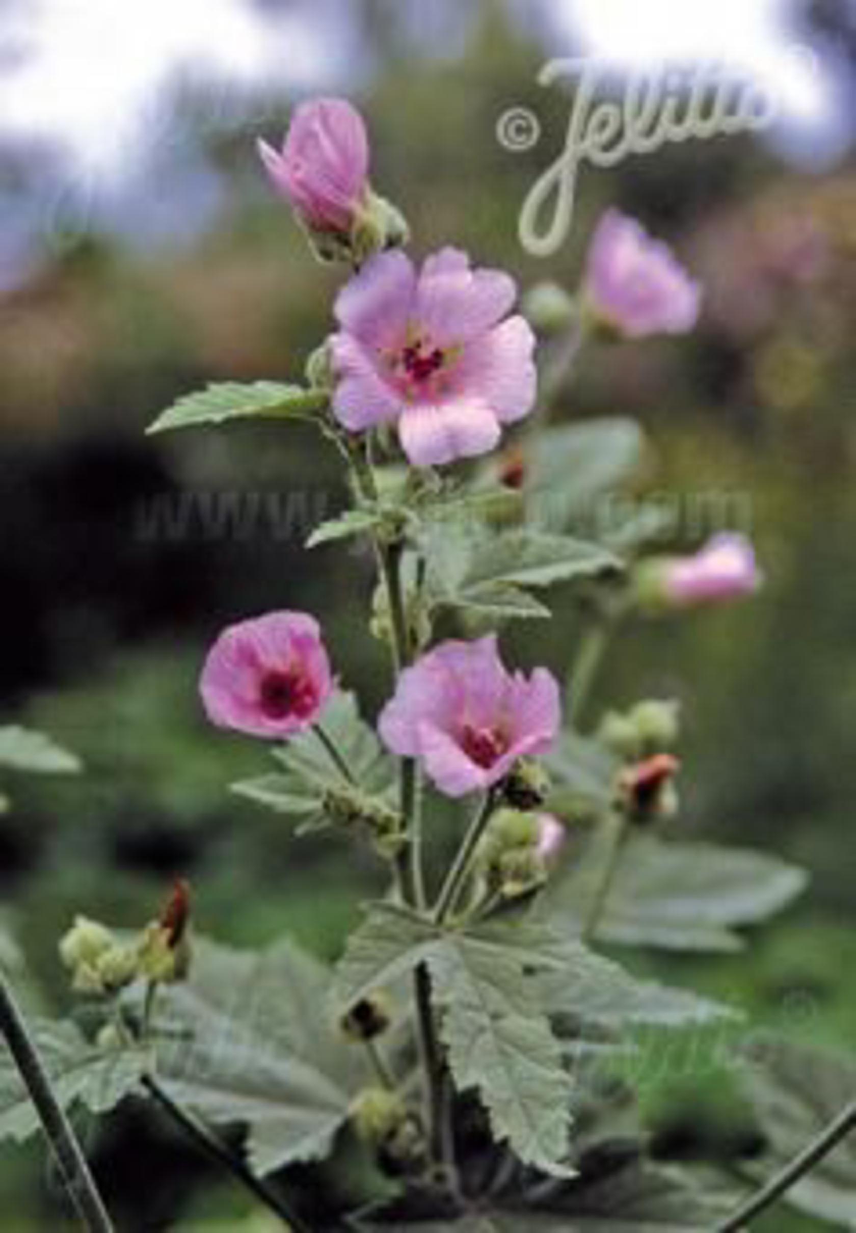 Althaea officinalis