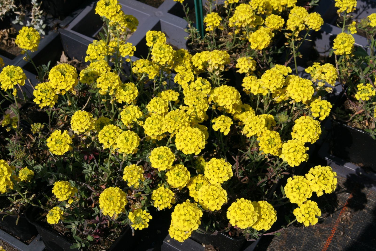Alyssum montanum 'Luna'