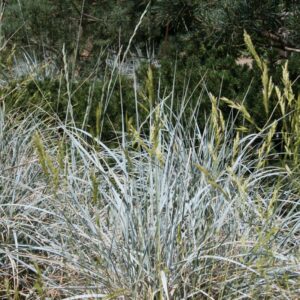 Ammophila arenaria