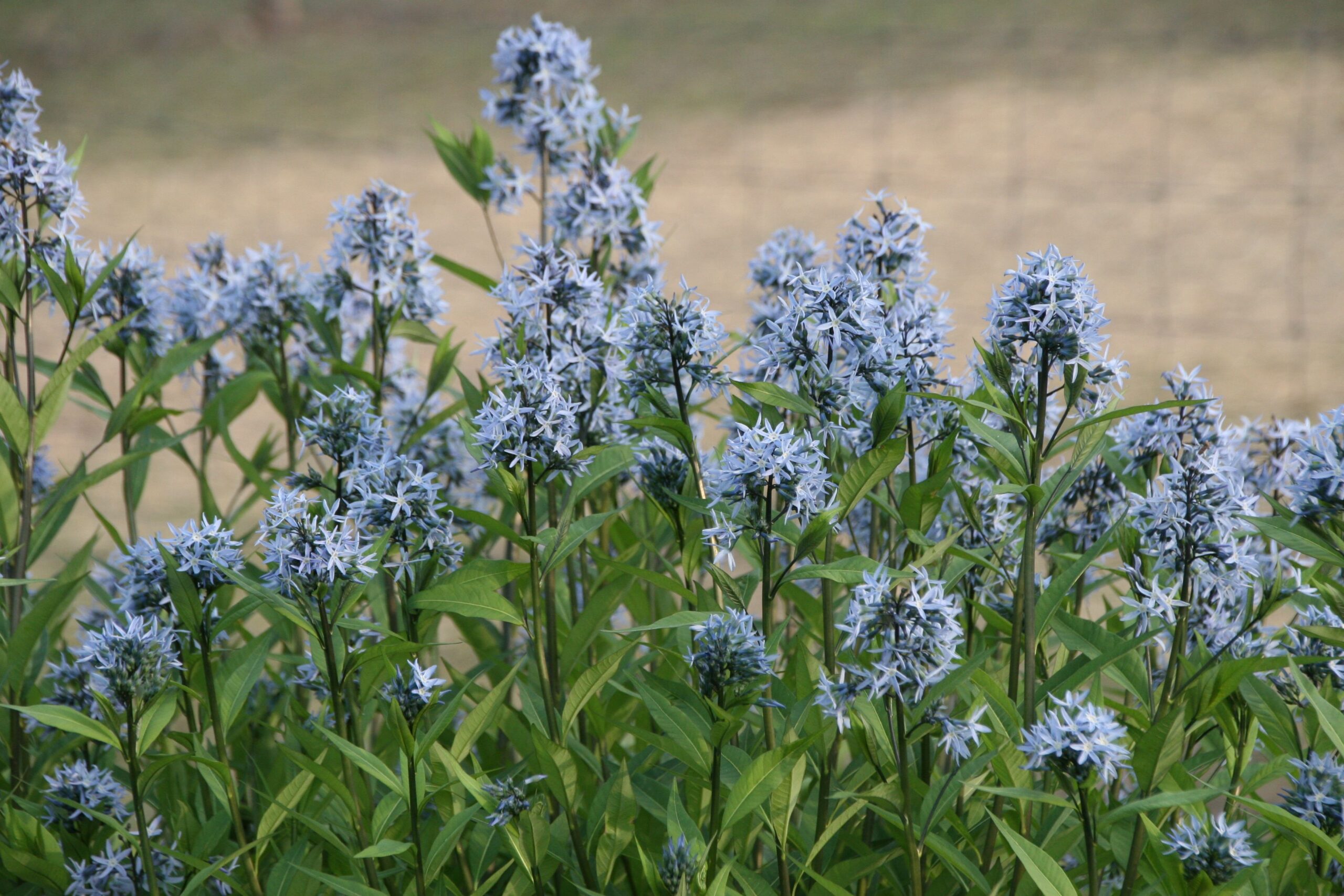 Amsonia orientalis 'Blue Ice' ( Rhazya orient.)