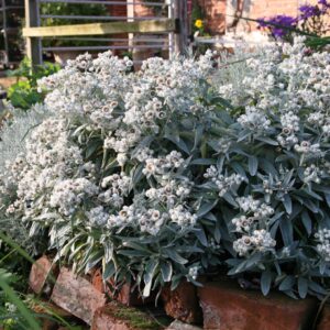 Anaphalis triplinervis 'Sommerschnee'