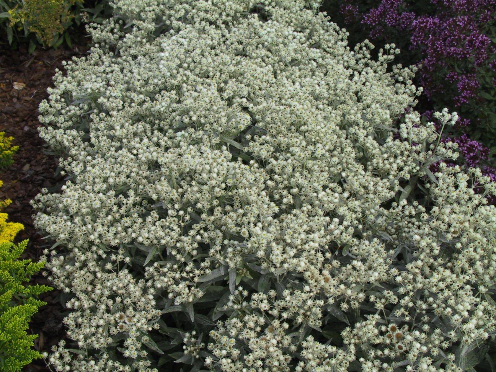 Anaphalis triplinervis 'Silberregen'