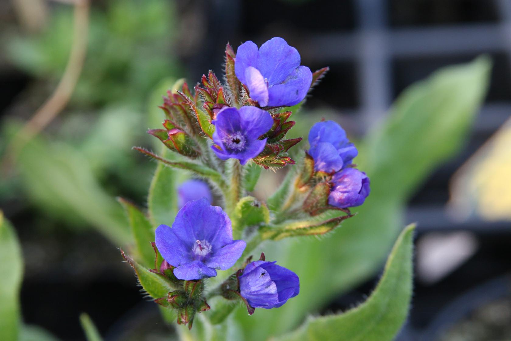 Anchusa azurea 'Loddon Royalist'