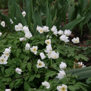 Anemone nemorosa