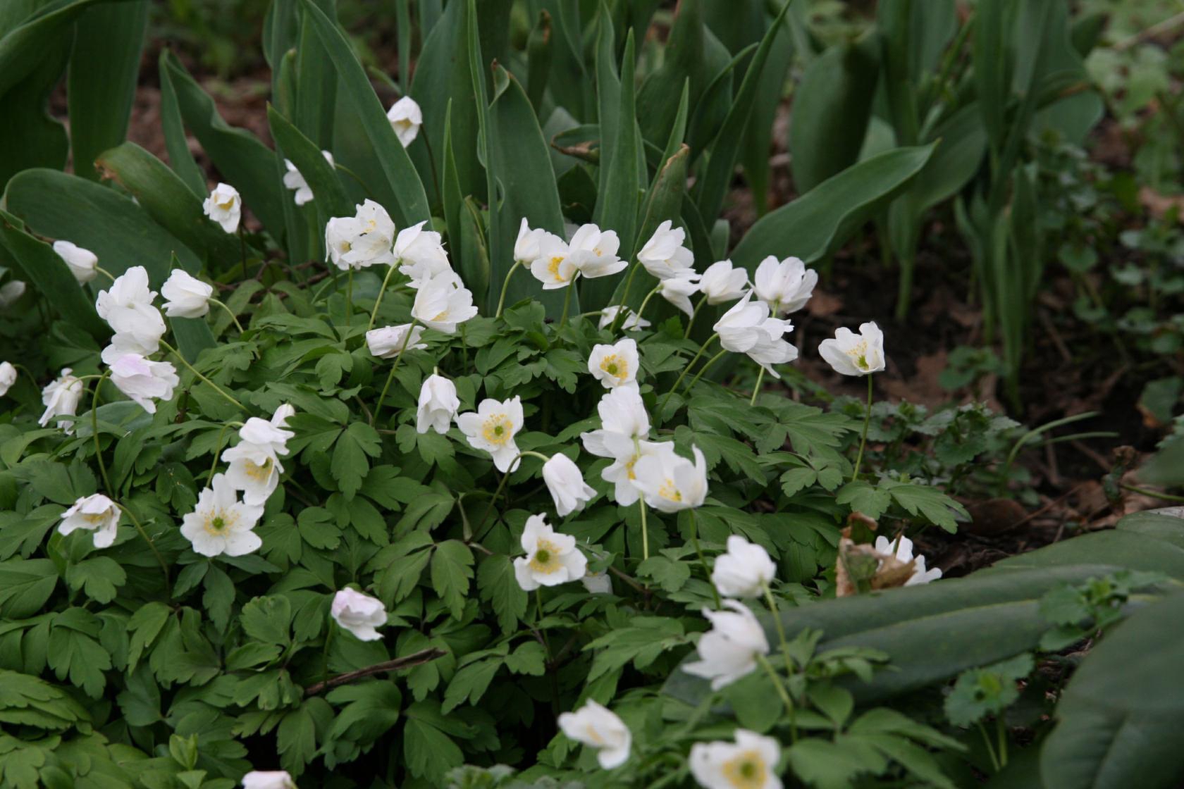 Anemone nemorosa