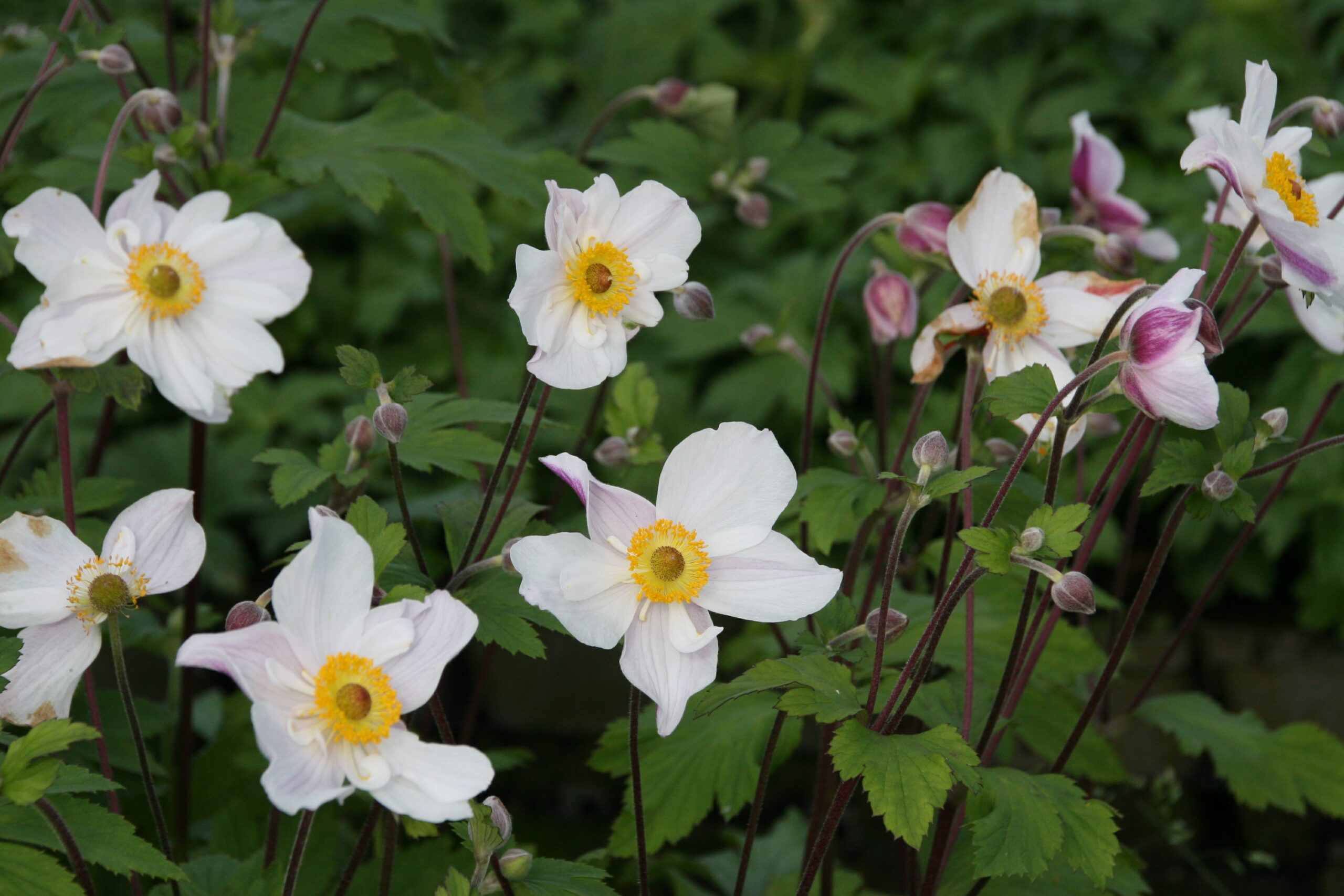 Anemone x cult. 'Dainty Swan' (S)