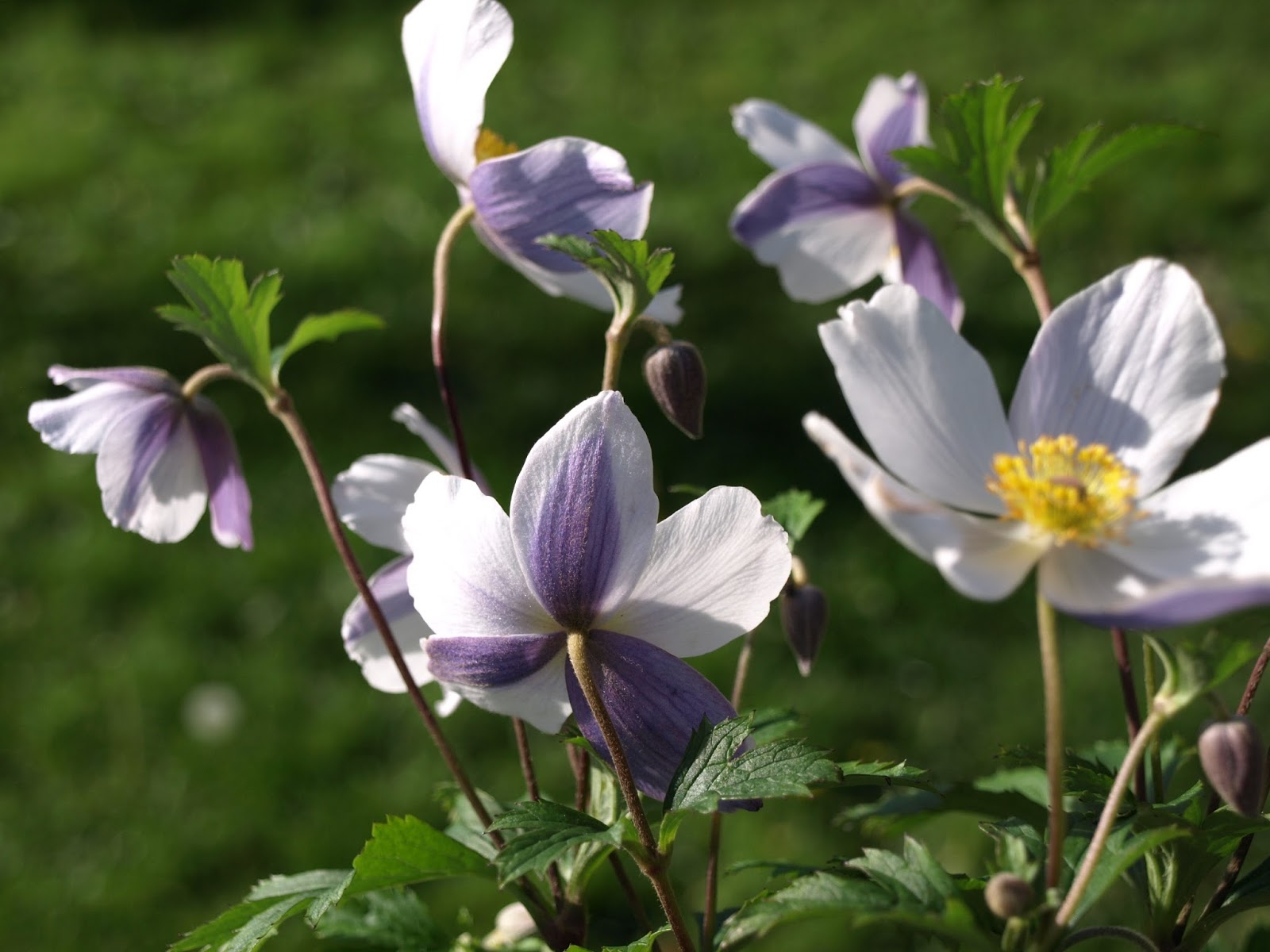 Anemone x cult. 'Wild Swan' (S)