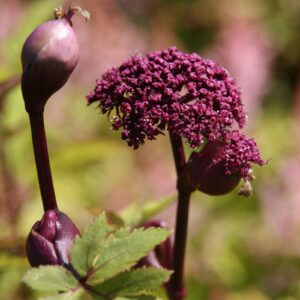Angelica gigas
