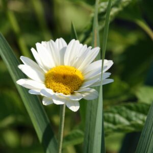 Anthemis tinctoria  'Susanna Mitchell'