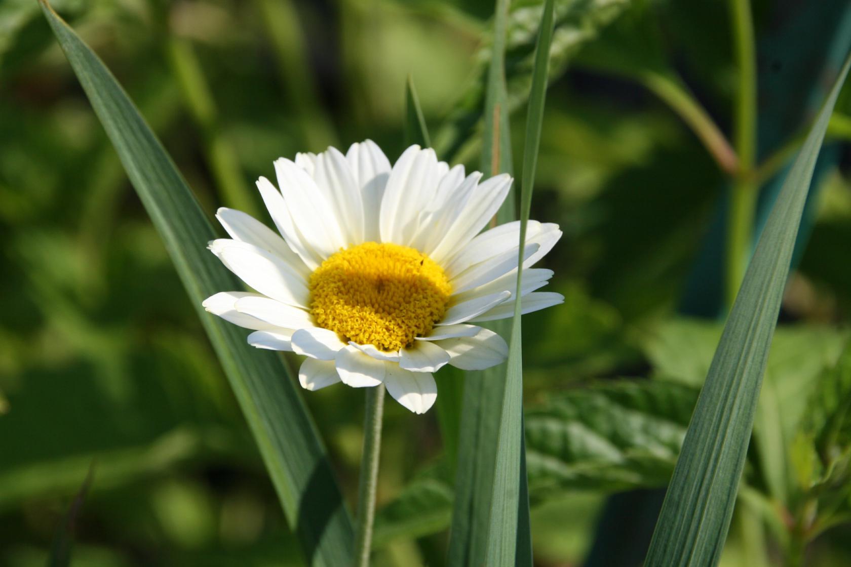 Anthemis tinctoria 'Susanna Mitchell'